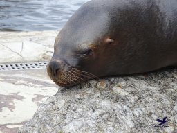 Tiergarten Schönbrunn am 24.02.2026